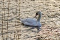 Swan at High Park Toronto Royalty Free Stock Photo