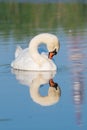 Swan in the morning with reflection