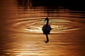 Beautiful Swan In Red Lake On Sunset