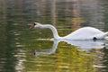 Beautiful swan reflection while yelling. Royalty Free Stock Photo