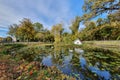 Swan`s Lake landscape in Craiova, Romanescu Natural Park