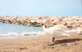 Beautiful swan on sandy beach near sea Royalty Free Stock Photo