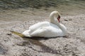 Beautiful swan sleeps on the shore of a pond