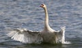 Beautiful swan spreads its wings Royalty Free Stock Photo