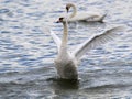 Beautiful swan spreads its wings Royalty Free Stock Photo