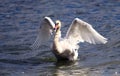 Beautiful swan spreads its wings Royalty Free Stock Photo