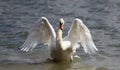 Beautiful swan spreads its wings Royalty Free Stock Photo