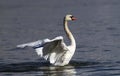 Beautiful swan spreads its wings Royalty Free Stock Photo