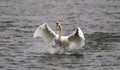 Beautiful swan spreads its wings Royalty Free Stock Photo