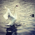 Swan that spred its wings in the ocean