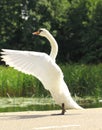 Beautiful swan standing on street and stretching o