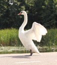 Beautiful swan stretching out its wings