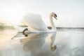 Beautiful swan sunset reflecting in calm still river water morning mist with golden light and sunshine. Tranquil peaceful sunrise Royalty Free Stock Photo