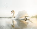 Beautiful swan sunset reflecting in calm still river water morning mist with golden light and sunshine. Tranquil peaceful sunrise Royalty Free Stock Photo