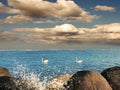 Beautiful  swan at sunset sea water stones and wave splash  cloudy fluffy sky and ocean horizon skyline Royalty Free Stock Photo