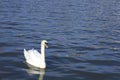 Beautiful swan swimming in The Avon River in Bristol Royalty Free Stock Photo