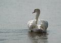 A beautiful Swan swimming in a lake at Bahrain Royalty Free Stock Photo