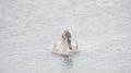 A beautiful swan is swimming on a lake Royalty Free Stock Photo