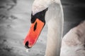 Beautiful swan swimming on lake, black and white with orange beak