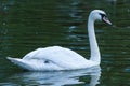 Mute Swan in a lake.