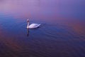 Beautiful swan swimming in lake at sunset time.