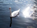 Beautiful swan swimming in the sea