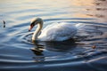 A beautiful swan swims in a serene lake at sunset Royalty Free Stock Photo