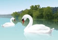 Beautiful Swans Royalty Free Stock Photo