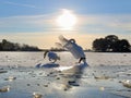 Beautiful swans couple on a frozen lake