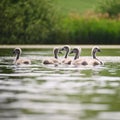 Beautiful swans cubs on a pond. Natural colorful background with wild beautiful birds. Cygnus. Royalty Free Stock Photo