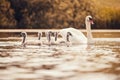 Beautiful swans with cubs on a pond. Natural colorful background with wild beautiful birds. Cygnus. Royalty Free Stock Photo