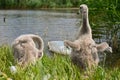 Beautiful swans cubs at pond. Natural colorful background with wild beautiful birds. Cygnus. Royalty Free Stock Photo
