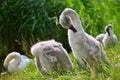 Beautiful swans cubs at pond. Natural colorful background with wild beautiful birds. Cygnus. Royalty Free Stock Photo