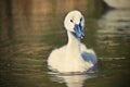 Beautiful swans cubs at pond. Natural colorful background with wild beautiful birds. Cygnus Royalty Free Stock Photo