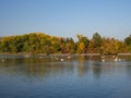 Group of swan birds and duck in lake in evening light Royalty Free Stock Photo