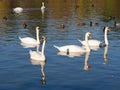 Group of swan birds and ducks in lake in golden evening light Royalty Free Stock Photo