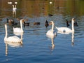 Group of swan birds and ducks in lake in golden evening light Royalty Free Stock Photo