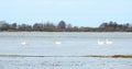 Beautiful swans floating on water in flood field, Lithuania