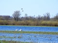 Swans and goose birds in flood field, Lithuania Royalty Free Stock Photo