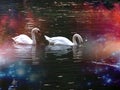 Beautiful, swans, lake, nature, beauty, love, inlove, gallen, autumn