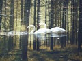 Beautiful, swans, lake, nature, beauty, love, inlove, gallen, autumn