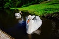 Beautiful swans in the lake in the park