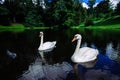 Beautiful swans in the lake in the park