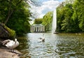 Beautiful swans on the lake in Sofiyivsky Park in Uman, Ukraine