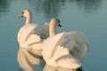 Beautiful swans on a lake at sunset Royalty Free Stock Photo