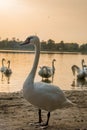 Beautiful swans on the lake at sunset Royalty Free Stock Photo