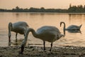 Beautiful swans on the lake at sunset in the czech republic Royalty Free Stock Photo