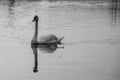 Beautiful swans on the lake at sunset in the czech republic Royalty Free Stock Photo