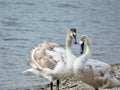 Beautiful swans in love by the lake shape of heart Royalty Free Stock Photo