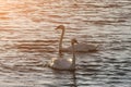 Beautiful swans swim on the lake during sunset, free space. Two Royalty Free Stock Photo